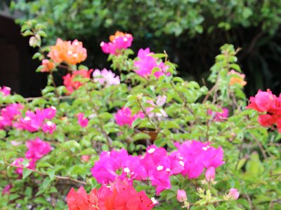 Nov 28, 2014 - Bangkok, Dinner at Thong and Da's House